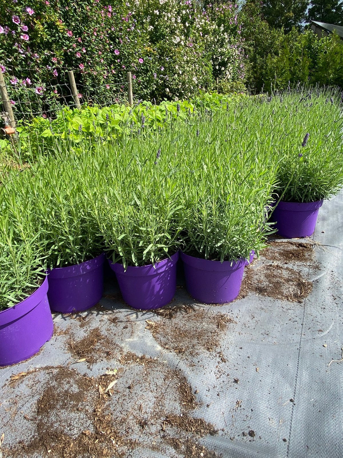 Grote lavendel hidcote/edelweiss paars/wit in30cm pot €3, Ophalen, Overige soorten, Halfschaduw