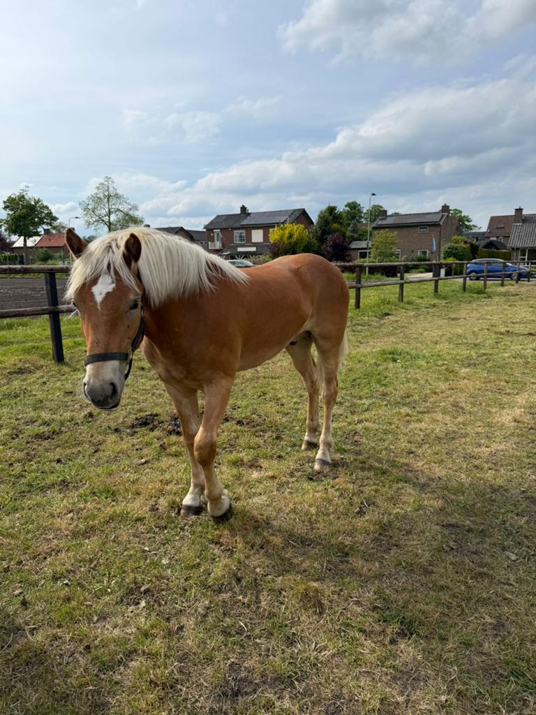 Te koop grote maat haflinger jaarling, Hengst, Niet van toepassing, Minder dan 160 cm, 0 tot 2 jaar