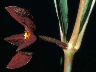 Caudex  Brachystelma Plocamoides van oorspong uit Zambia, Huis en Inrichting, Overige soorten, Ophalen of Verzenden, In pot, Minder dan 100 cm