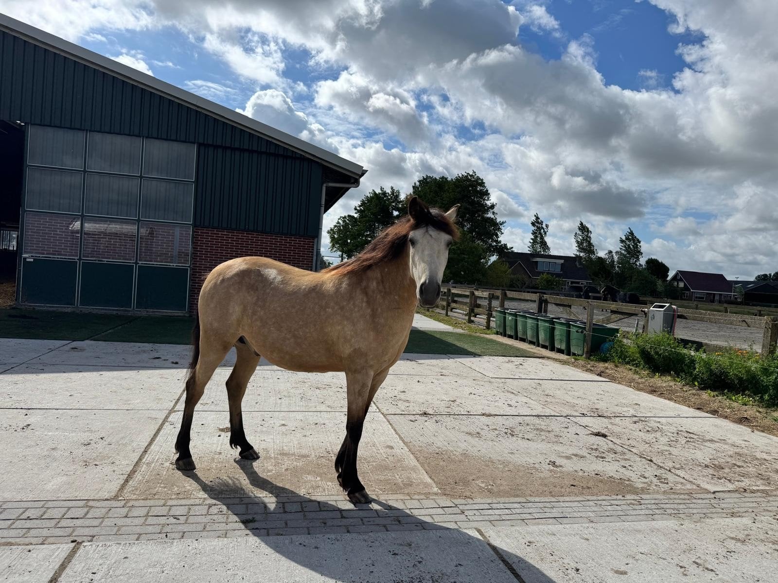 Verzorgsters gezocht, volledig, Dieren en Toebehoren, Paarden en Pony's | Overige Paardenspullen, Ophalen of Verzenden