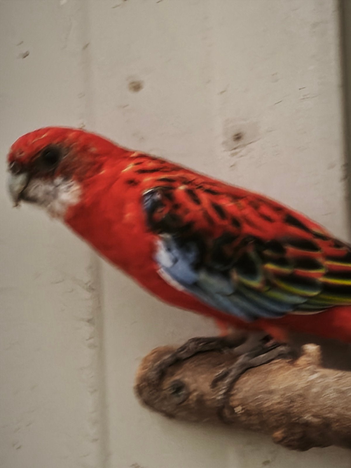prachtrosella Rode pop, Meerdere dieren, Parkiet