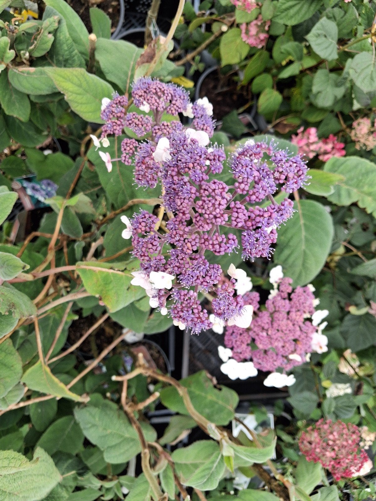 Hortensia Hydrangea aspera 'Macrophylla' Supreme, Tuin en Terras, Ophalen of Verzenden, Hortensia, Struik, Minder dan 100 cm