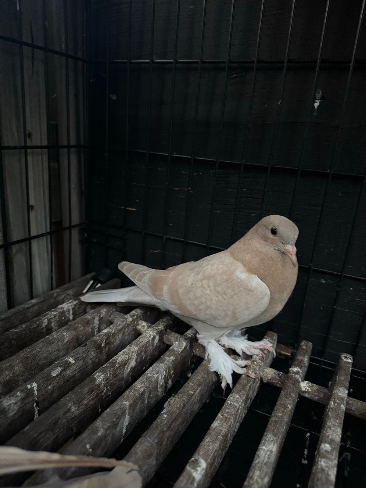 Takla, Dieren en Toebehoren, Mannelijk