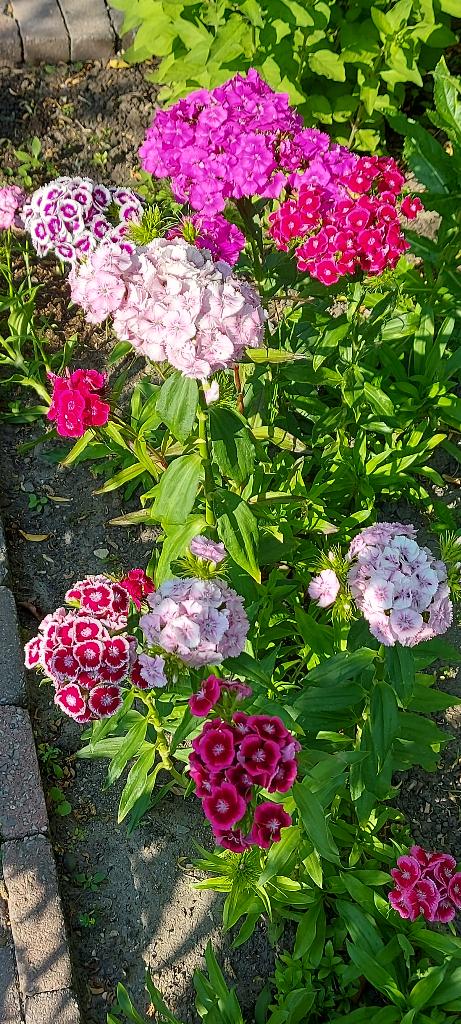 Duizenschoon mix  , Tuin en Terras, Bloembollen en Zaden, Zaad, Voorjaar, Volle zon, Ophalen of Verzenden
