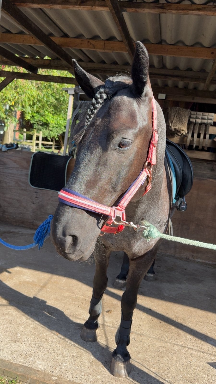 Harry’s Horse halsters, Dieren en Toebehoren, Ophalen of Verzenden, Gebruikt