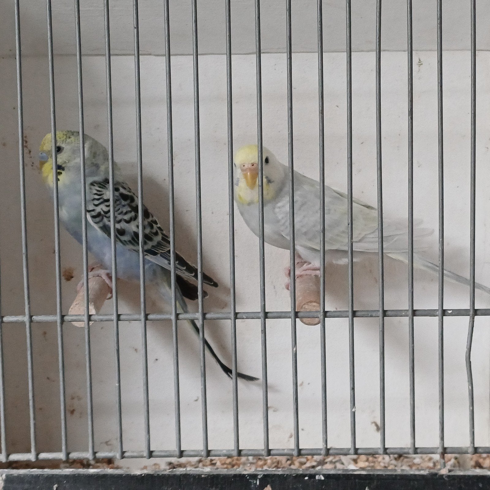 Meerdere Koppels grasparkieten met prachtige kleuren, Dieren en Toebehoren, Vogels | Parkieten en Papegaaien, Meerdere dieren