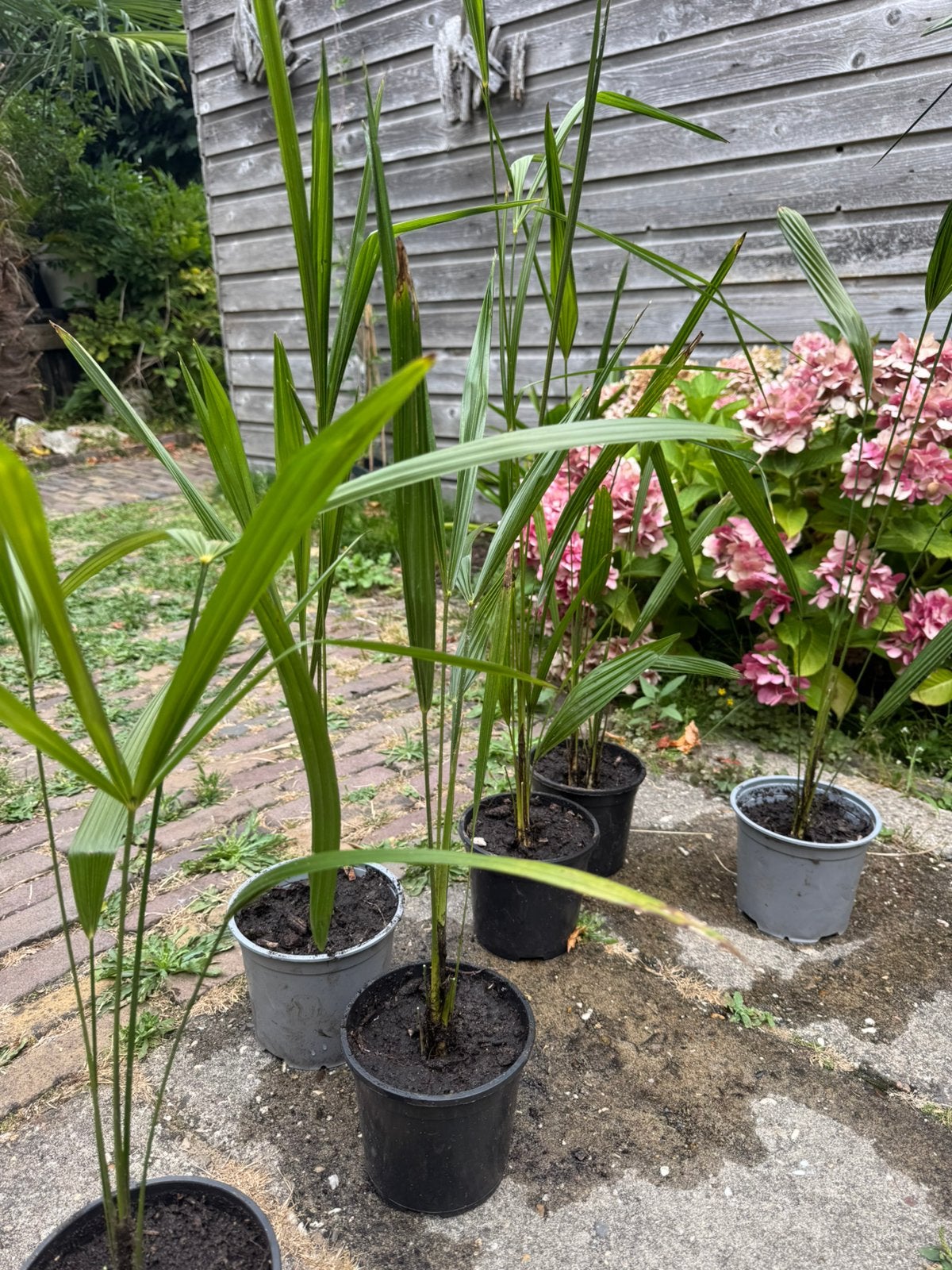 Trachycarpus Fortunei, Ophalen, Gehele jaar, Volle zon