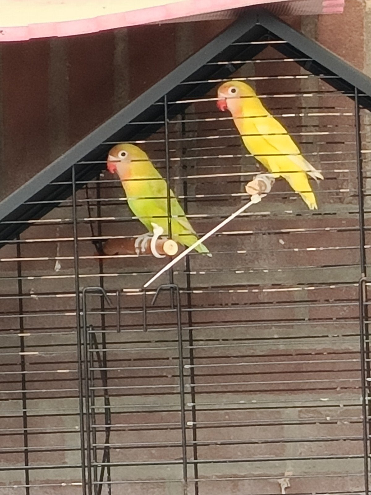 2 jonge agapornissen, dwergpapegaai., Dieren en Toebehoren, Geslacht onbekend, Dwergpapegaai of Agapornis