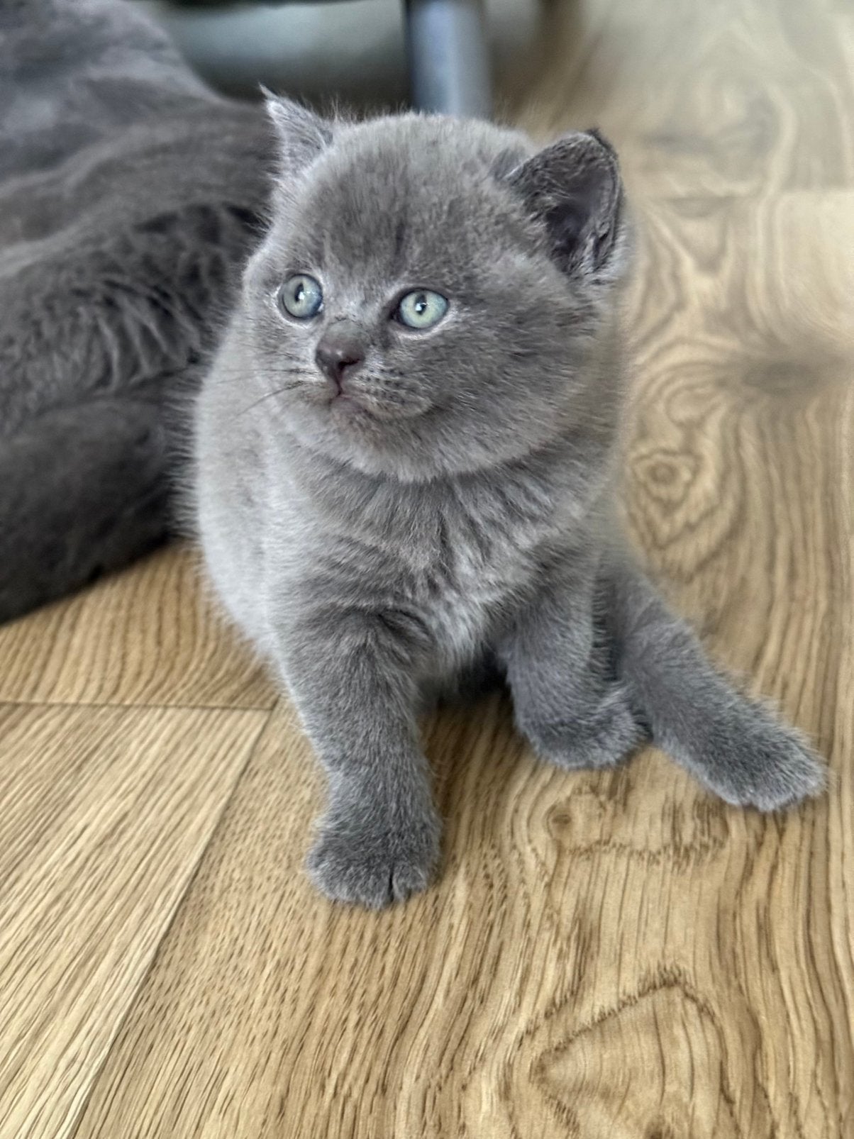 Twee Britse Korthaar kittens, Dieren en Toebehoren, Geslacht onbekend, Kortharig, 0 tot 2 jaar