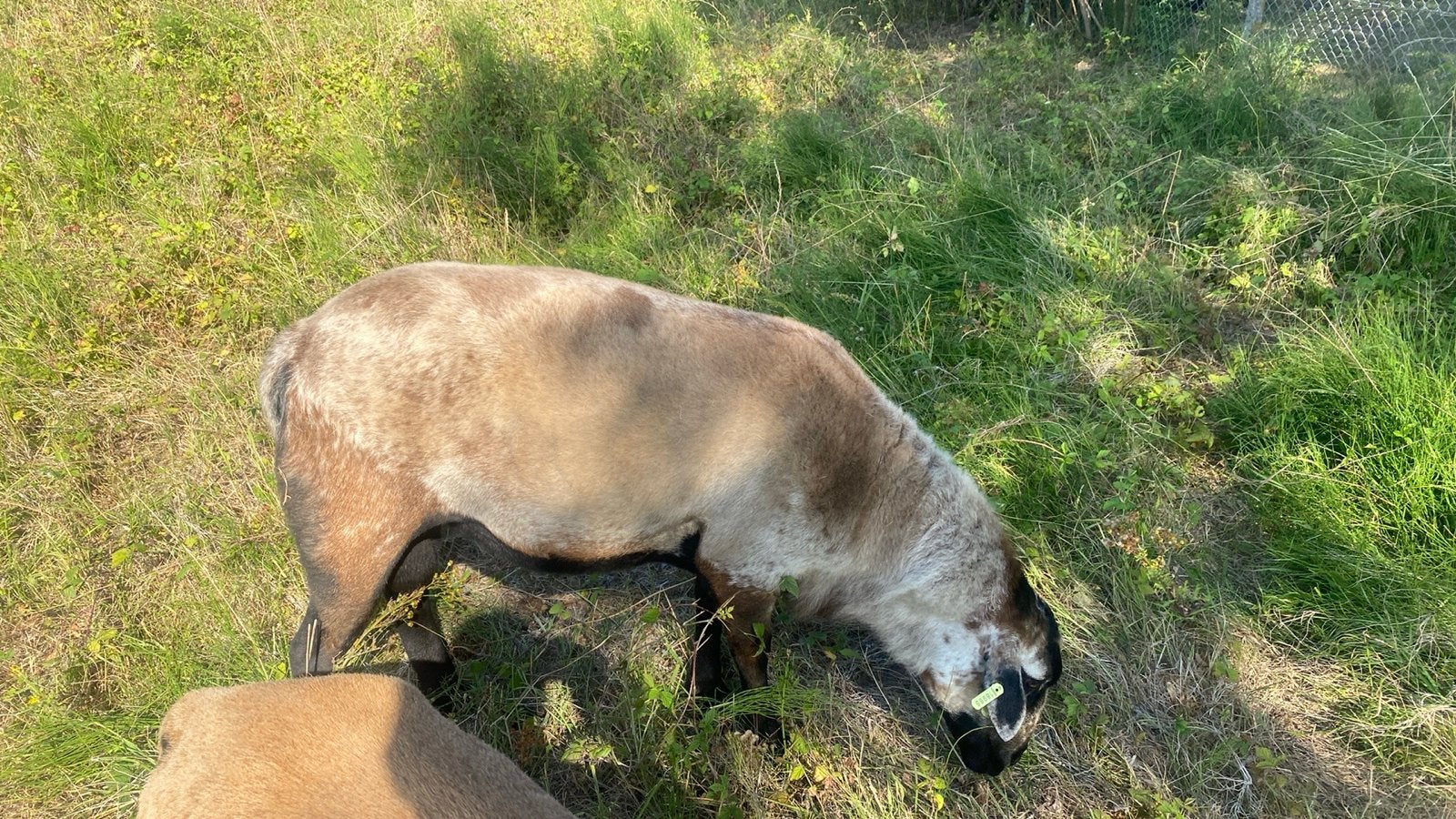 Maasduin dekram, Mannelijk, Schaap, 0 tot 2 jaar