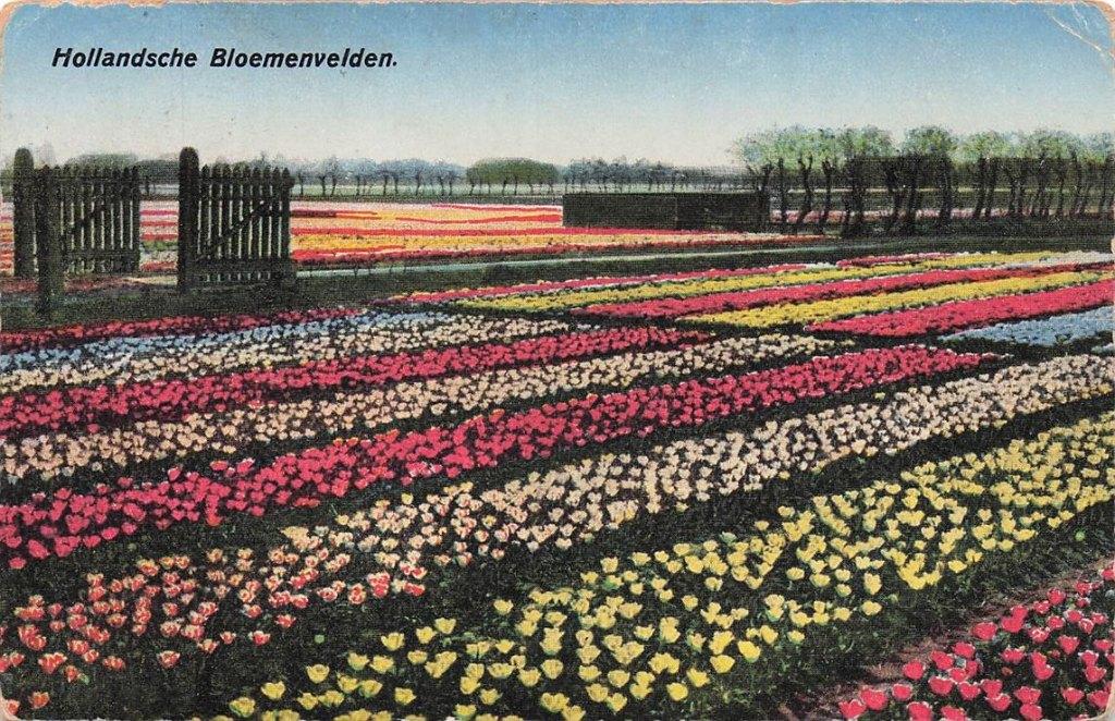 703-450-037 Hollandsche Bloemenvelden, Verzenden, Voor 1920, Noord-Holland