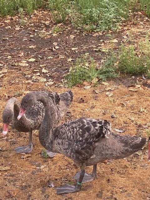 Zwarte Zwanen, Dieren en Toebehoren, Meerdere dieren, Gans of Zwaan