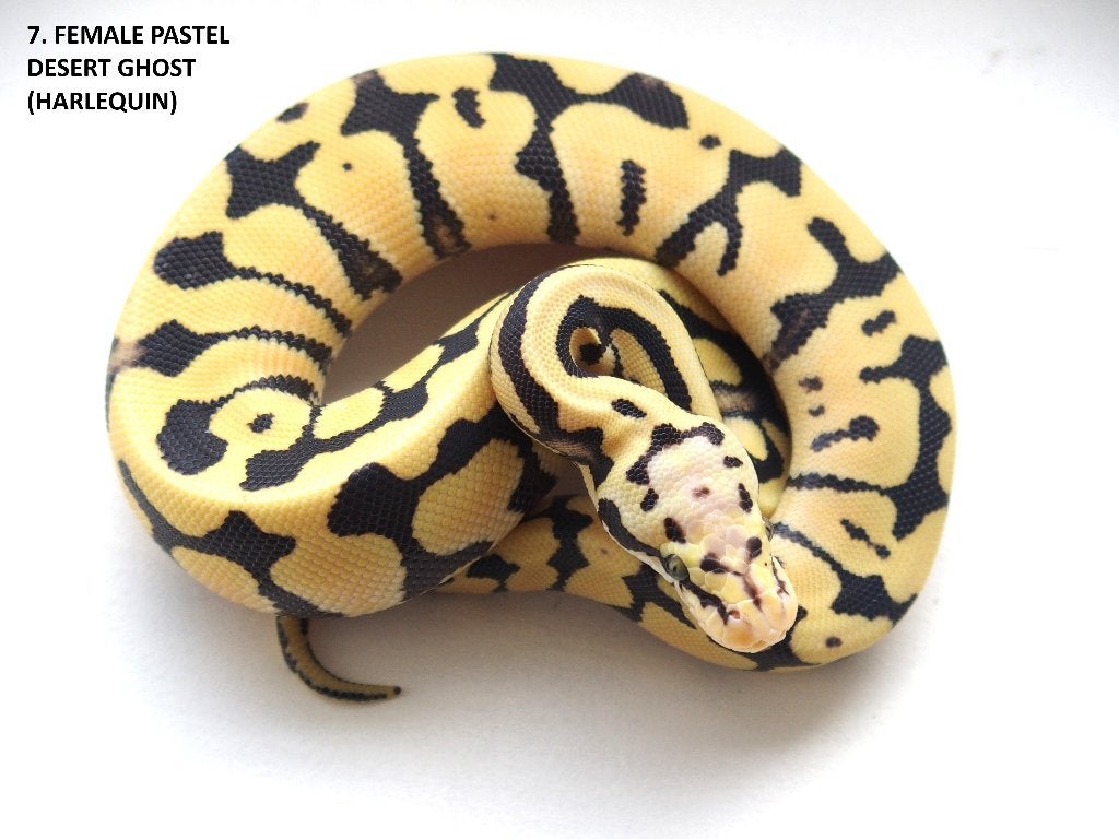 Koningspythons nakweek 2026 Ball Python photo 7