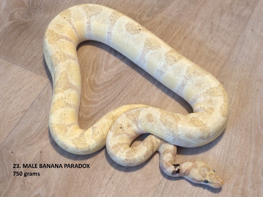 Koningspythons halwas en volwassen kweekdieren deel 1 Ball Python photo 23