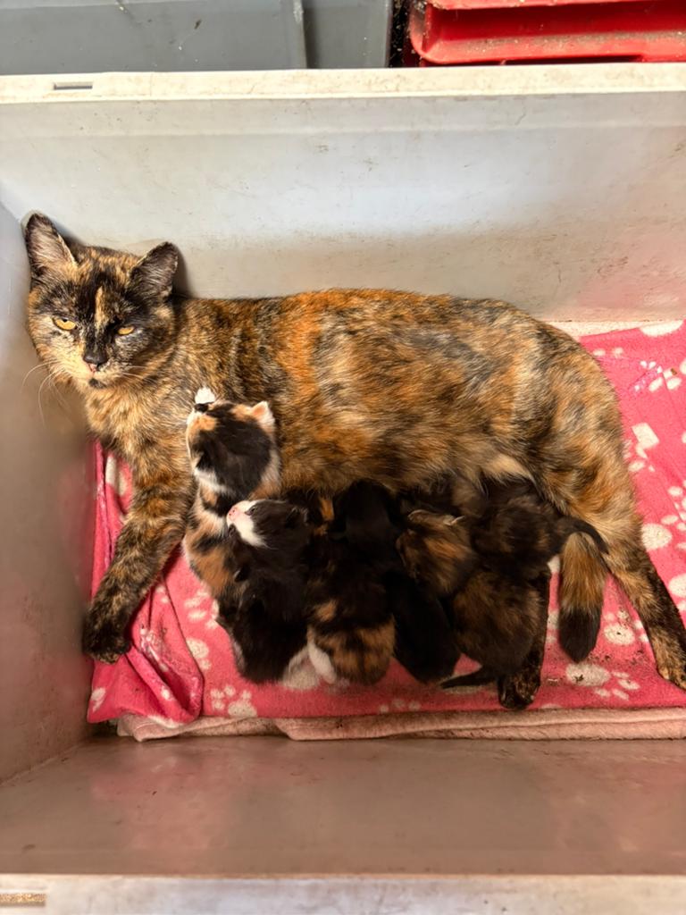 Kittens