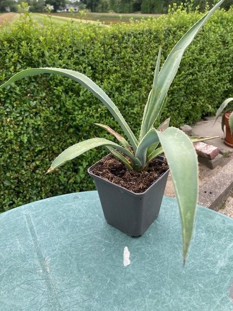Agave Tequilana, Tuin en Terras, Ophalen of Verzenden, Bloeit niet, Overige soorten, Volle zon