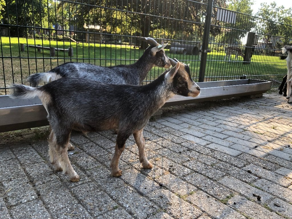 Geitenbokjes, Mannelijk, Geit, 0 tot 2 jaar