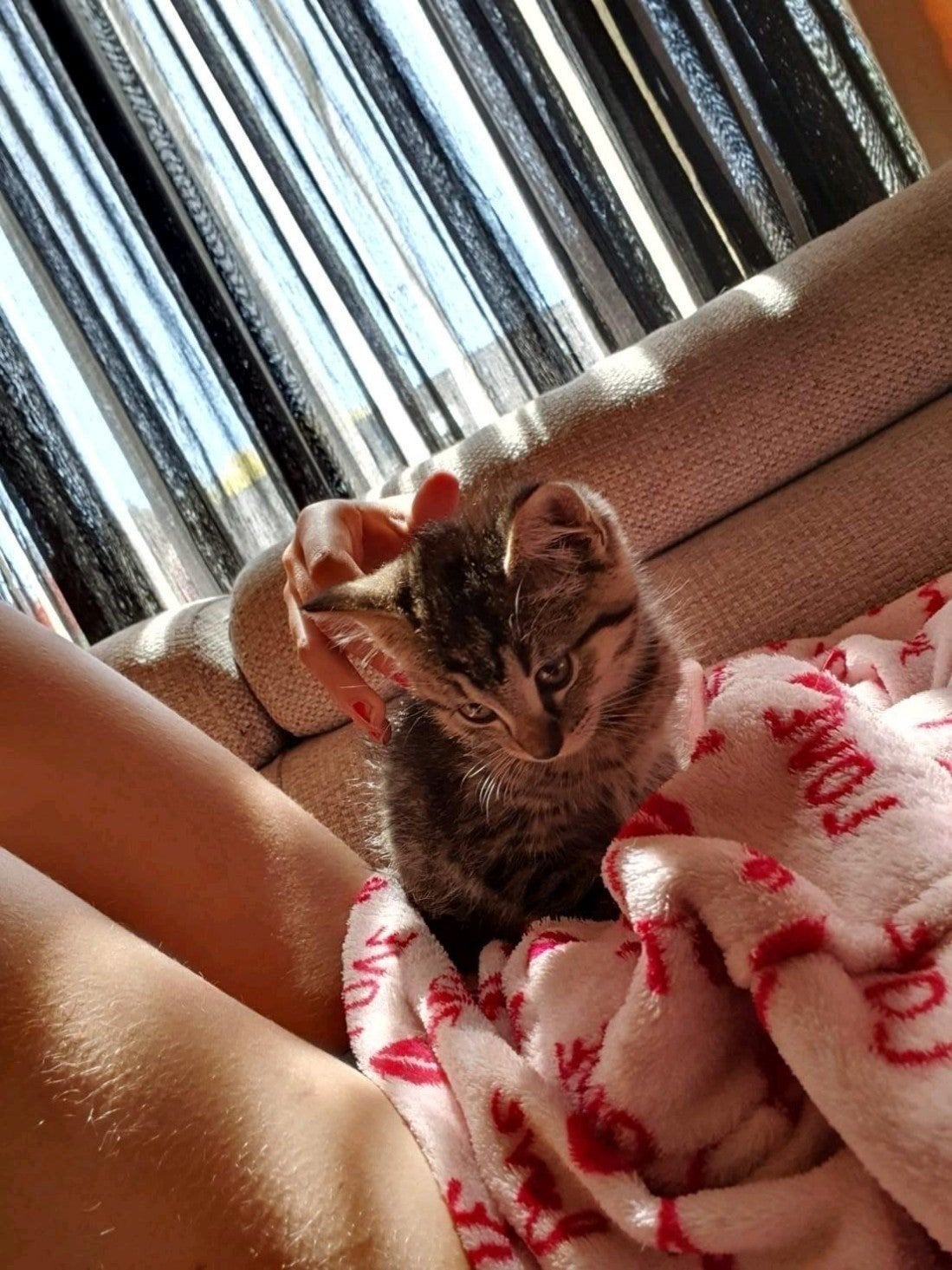 prachtige kittens ❤️, Meerdere dieren, Kortharig, 0 tot 2 jaar