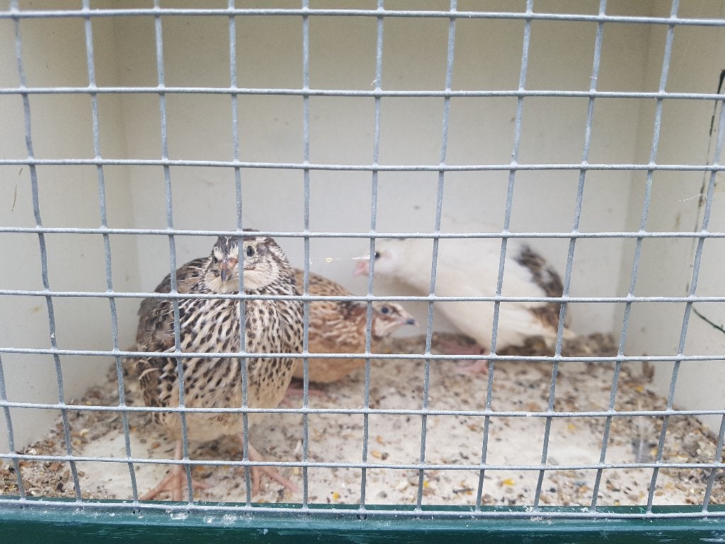 Japanse kwartels, Meerdere dieren