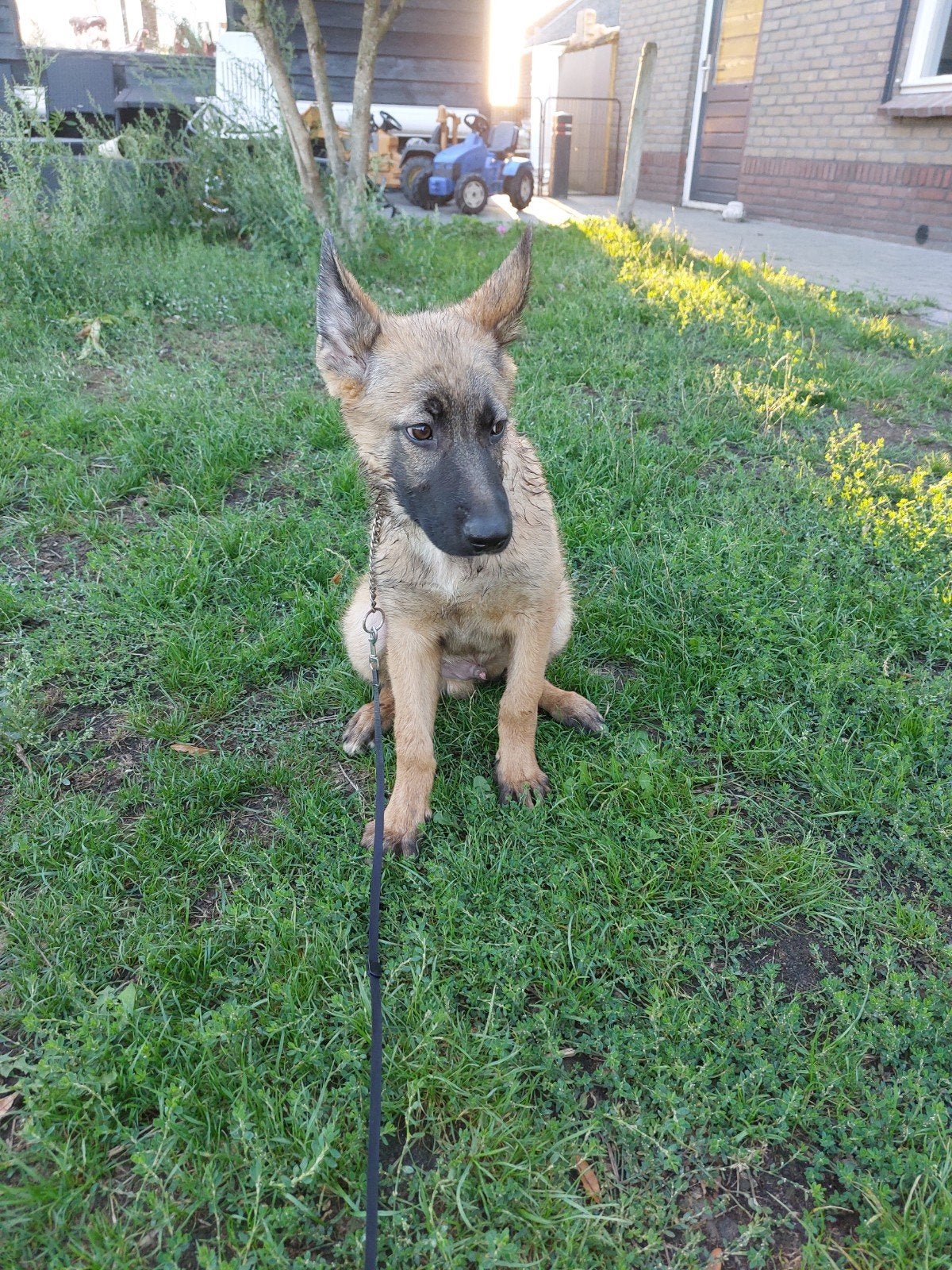 prachtige herder pup het is een reutje geboren 07-05-2026, Reu, 8 tot 15 weken, Parvo, Eén hond