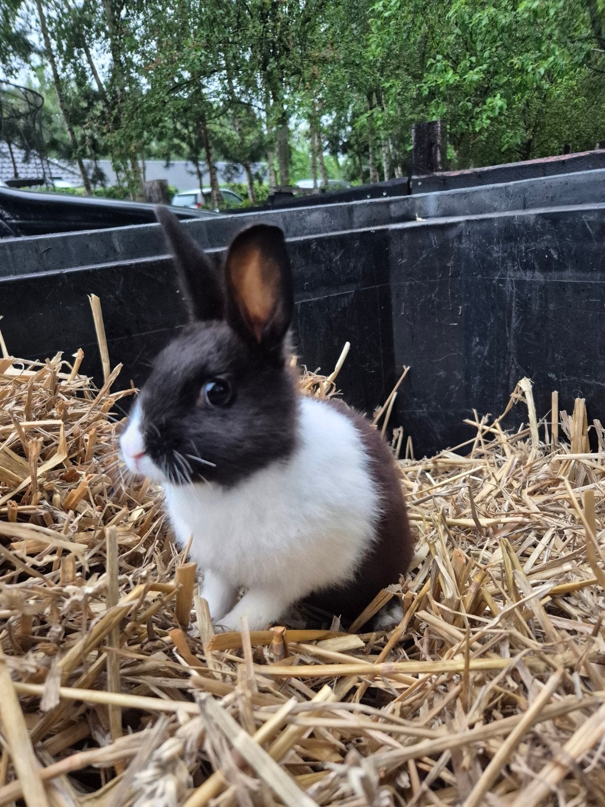 Hollander konijn, Meerdere dieren