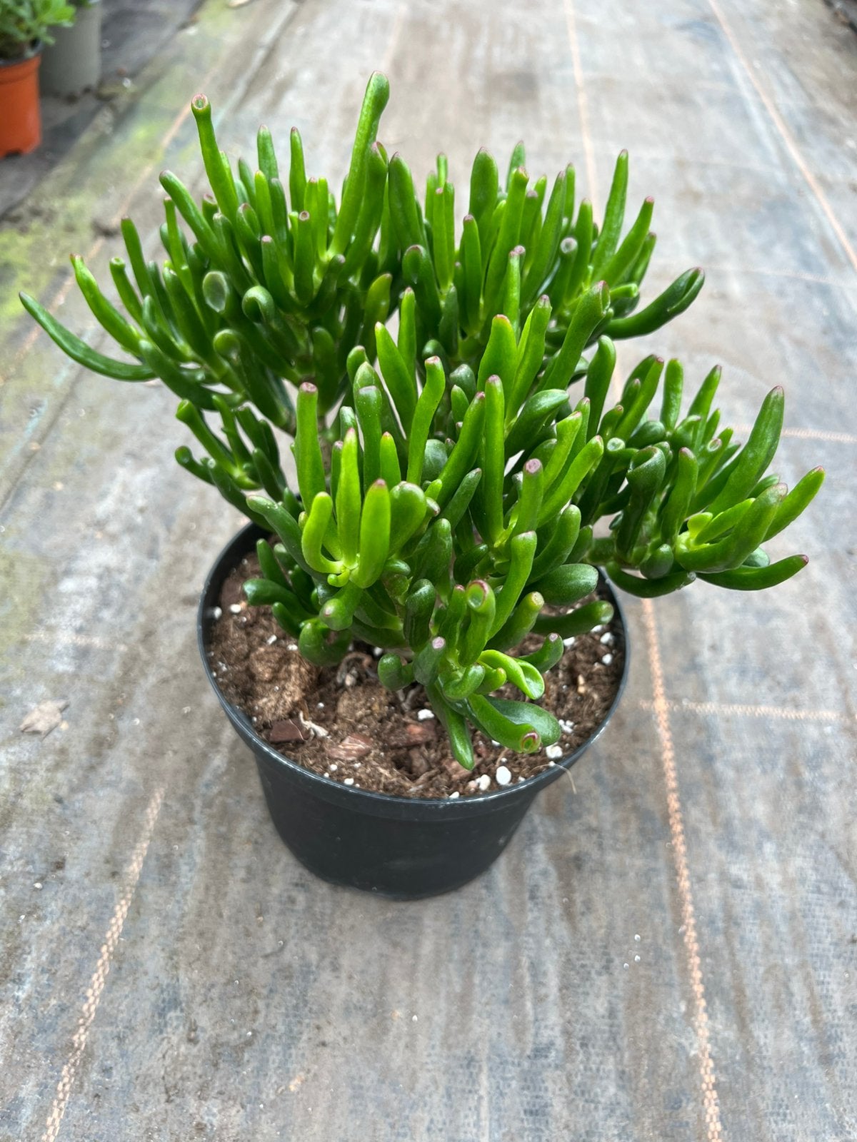 Crassula ovata /jadeplanr, Ophalen of Verzenden, Halfschaduw, Minder dan 100 cm