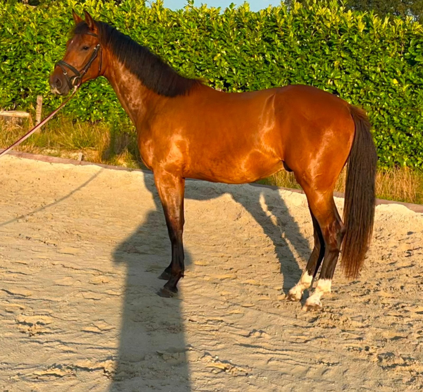 Grote 2 jarige Kwpn springruin, Springpaard, Met stamboom, Ruin, 0 tot 2 jaar
