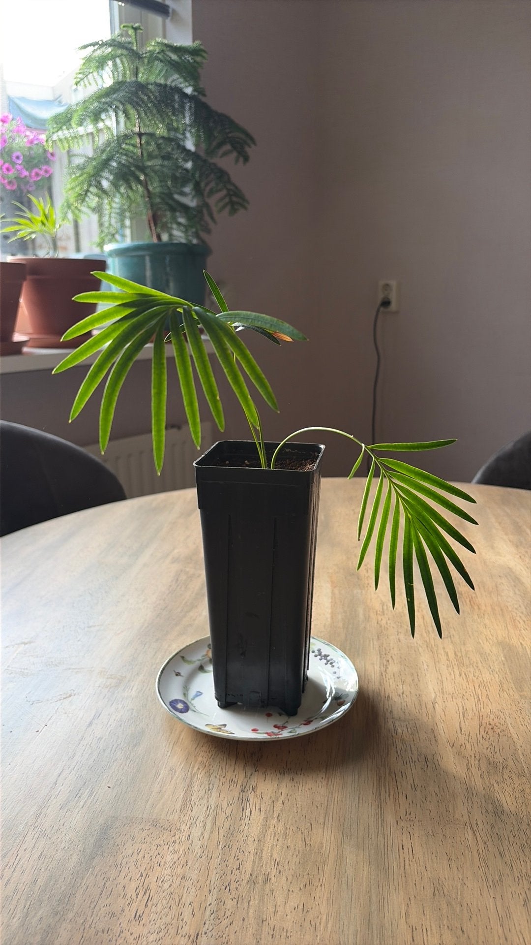 Cycas panzhihuaensis, Ophalen of Verzenden, Overige soorten, Volle zon