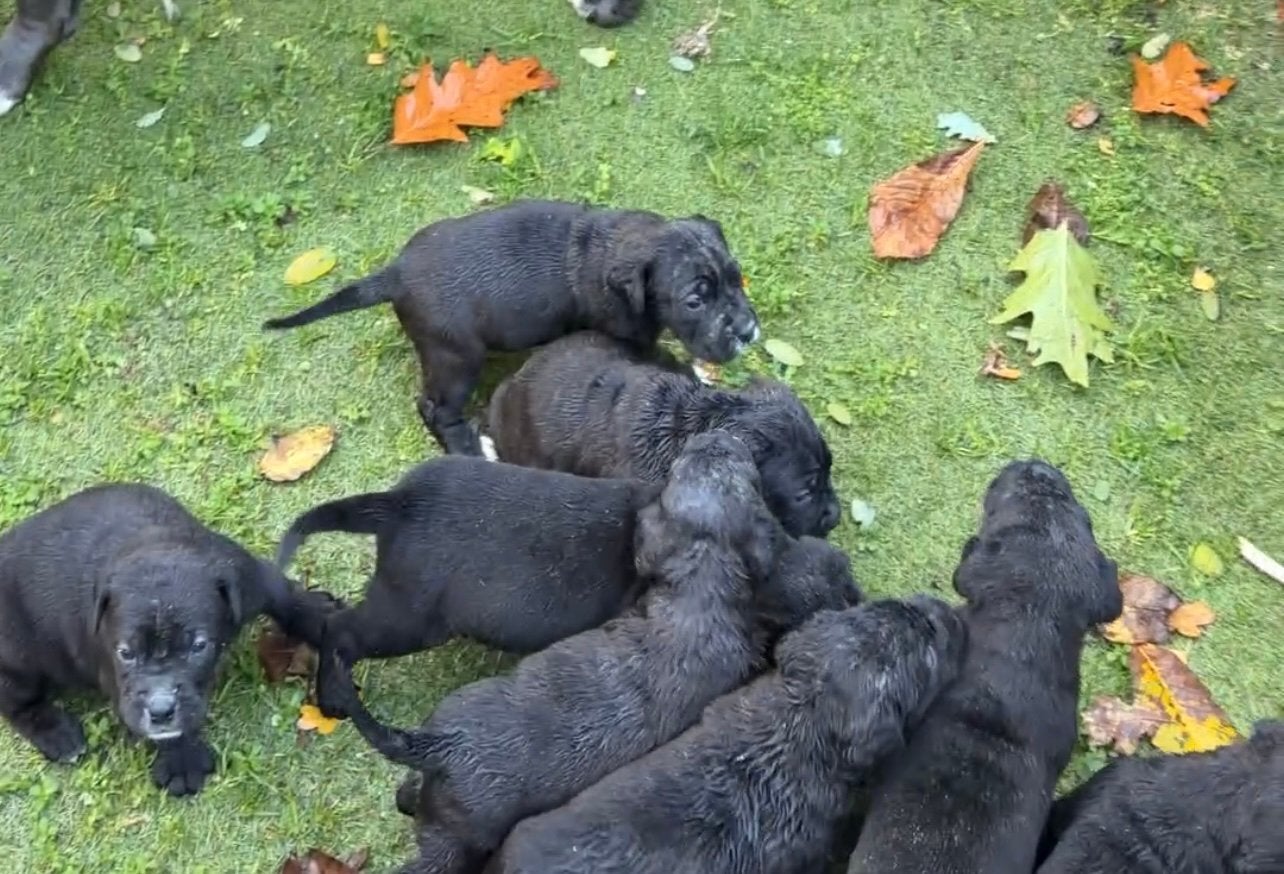 Cane Corso pups beide ouders aanwezig 24-10 nieuwe fotoos, Overige rassen, 8 tot 15 weken, Meerdere, Meerdere dieren