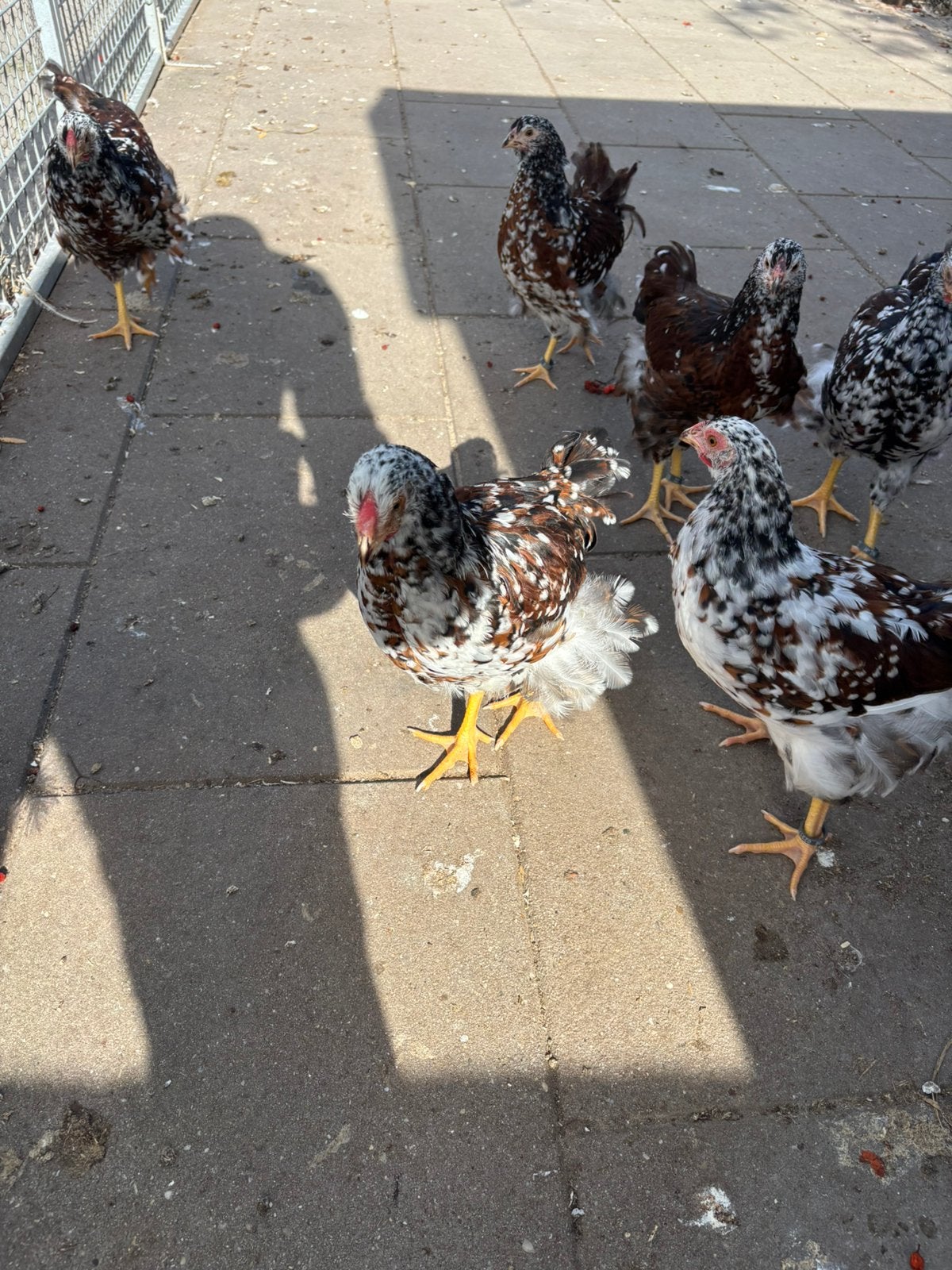 Wyandoten groot rood porselein gepareld te koop, Dieren en Toebehoren, Mannelijk, Kip