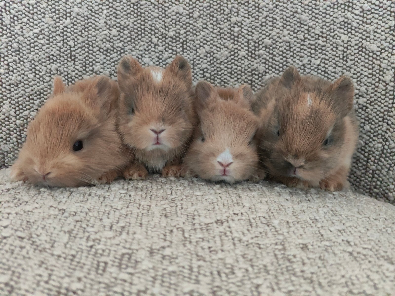 Kleurdwerg dwergkonijntjes, Dieren en Toebehoren, Konijnen, Meerdere dieren