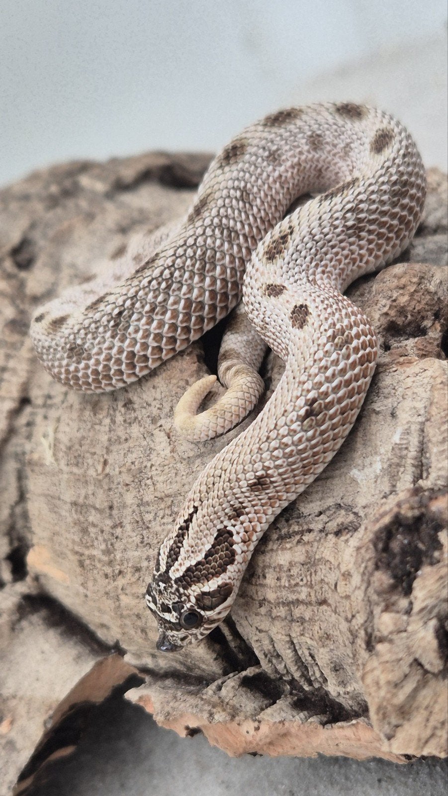 Haakneuslang Hognose Snake photo 4