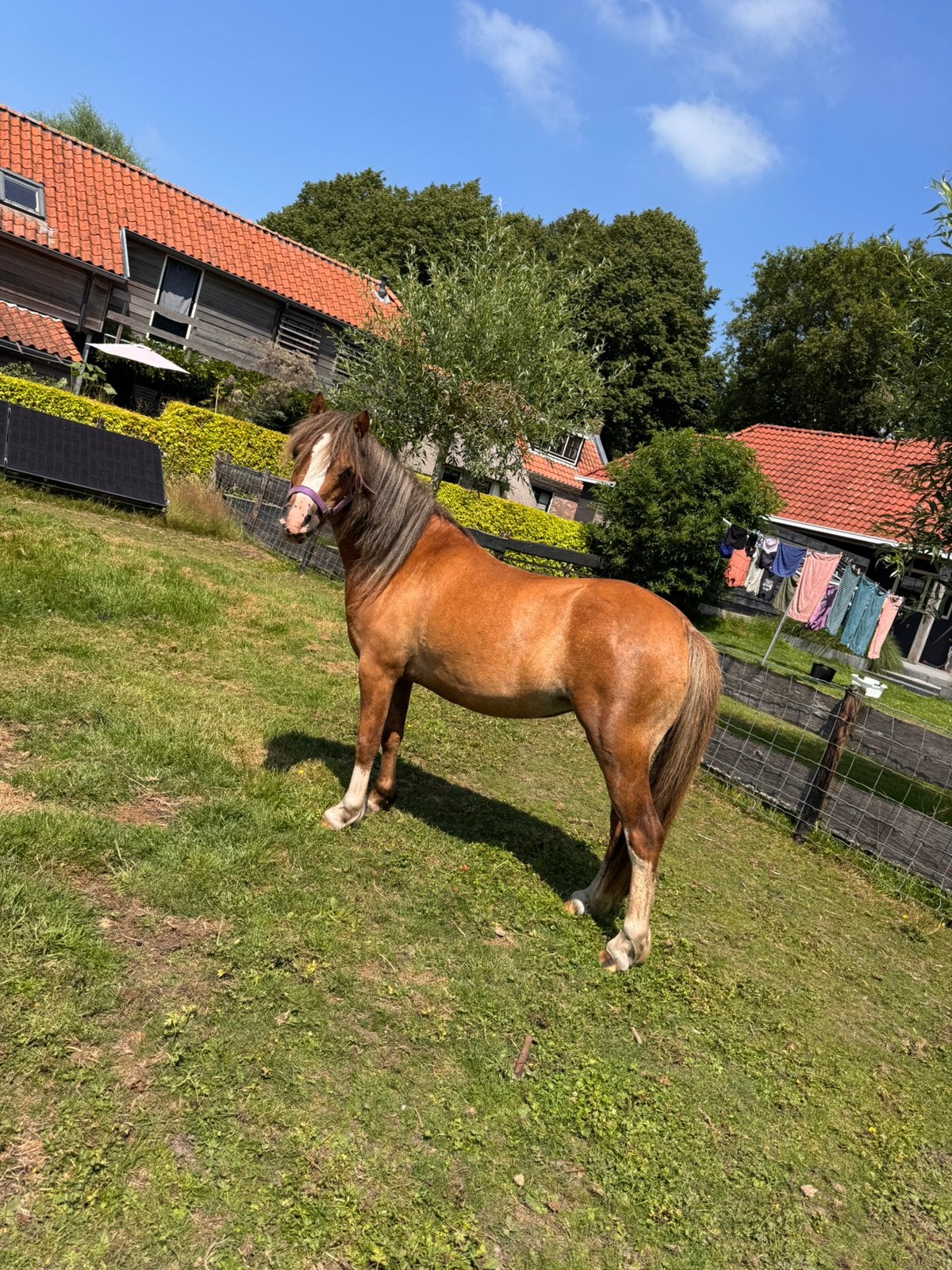 Lieve beleerde 5 jarige kinder pony Lady Luna - A pony, Dieren en Toebehoren, Pony's, Merrie, Zadelmak, A pony (tot 1.17m), 3 tot 6 jaar