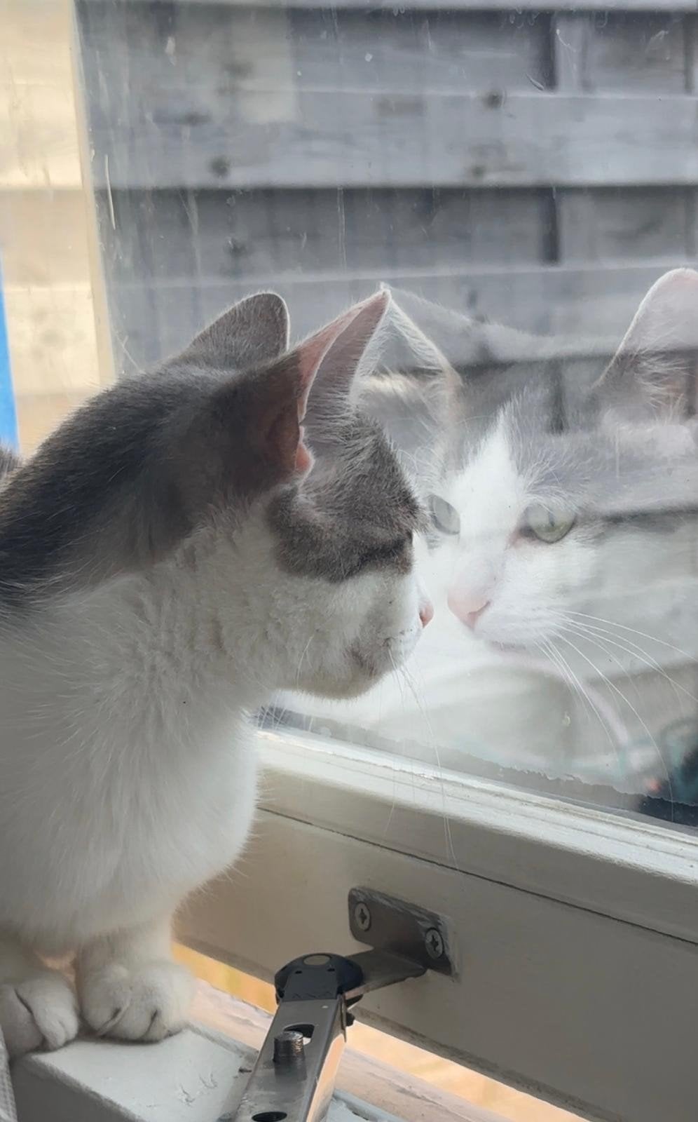 Kat