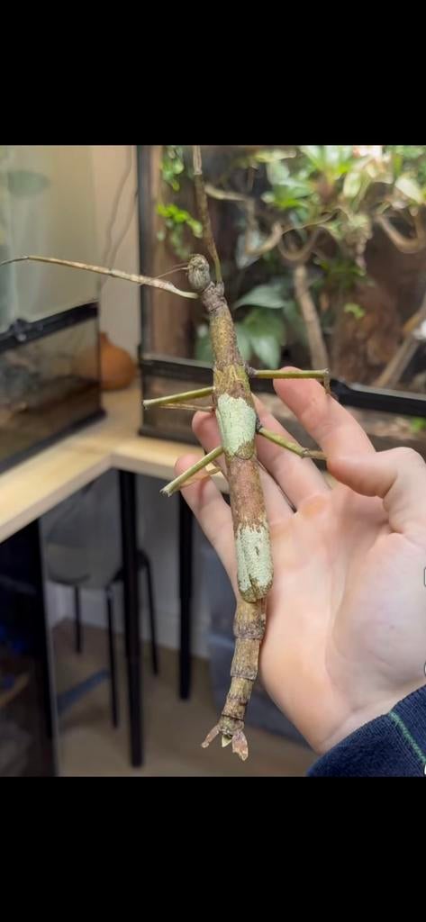 Wandelende takken Phasma gigas "Jailolo" nymfen, Wandelende tak