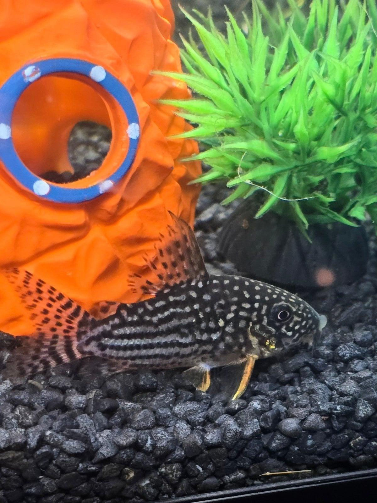 Sterbai Corydoras – Gezond en in topconditie!, Dieren en Toebehoren, Vissen | Aquariumvissen, Vis