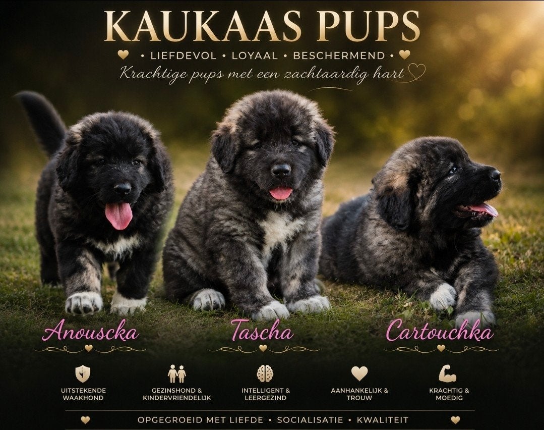 Kaukaas pups (goed lezen  ), Particulier, Overige rassen, 8 tot 15 weken, Buitenland