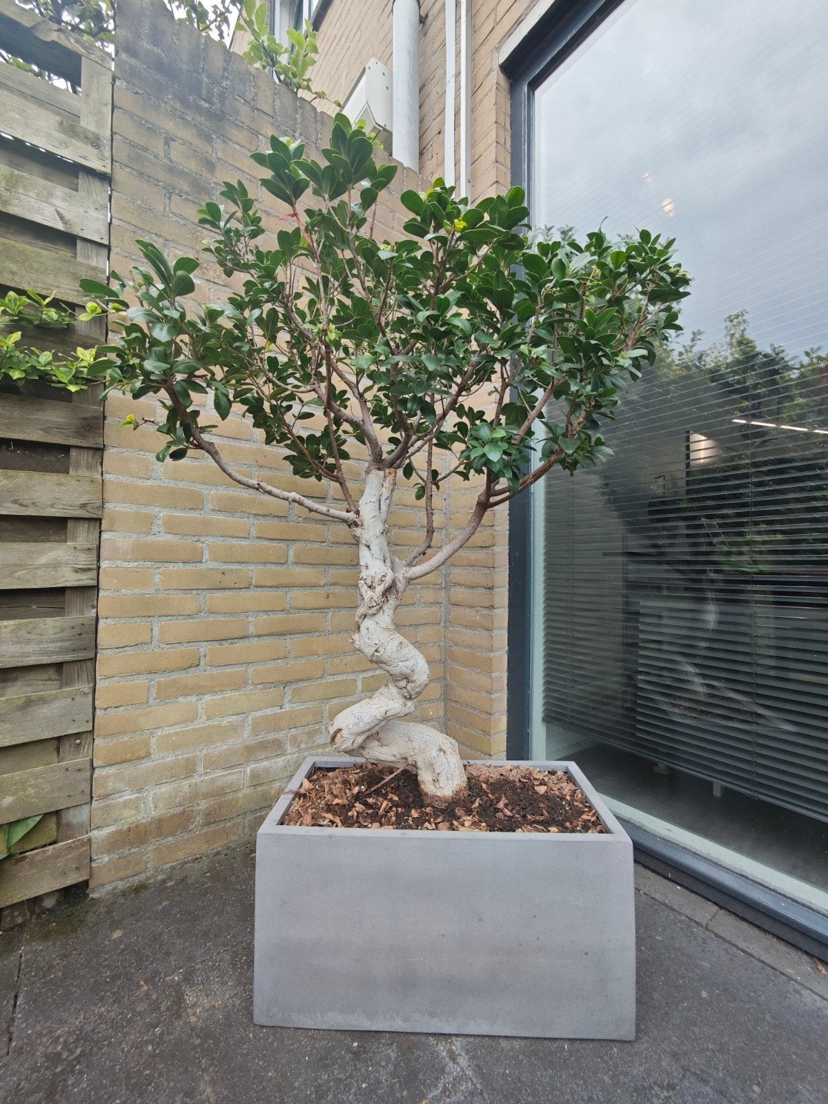Ficus bonsai 120cm stamomtrek 30cm Fibreclay pot, Ophalen, Overige soorten, 100 tot 250 cm
