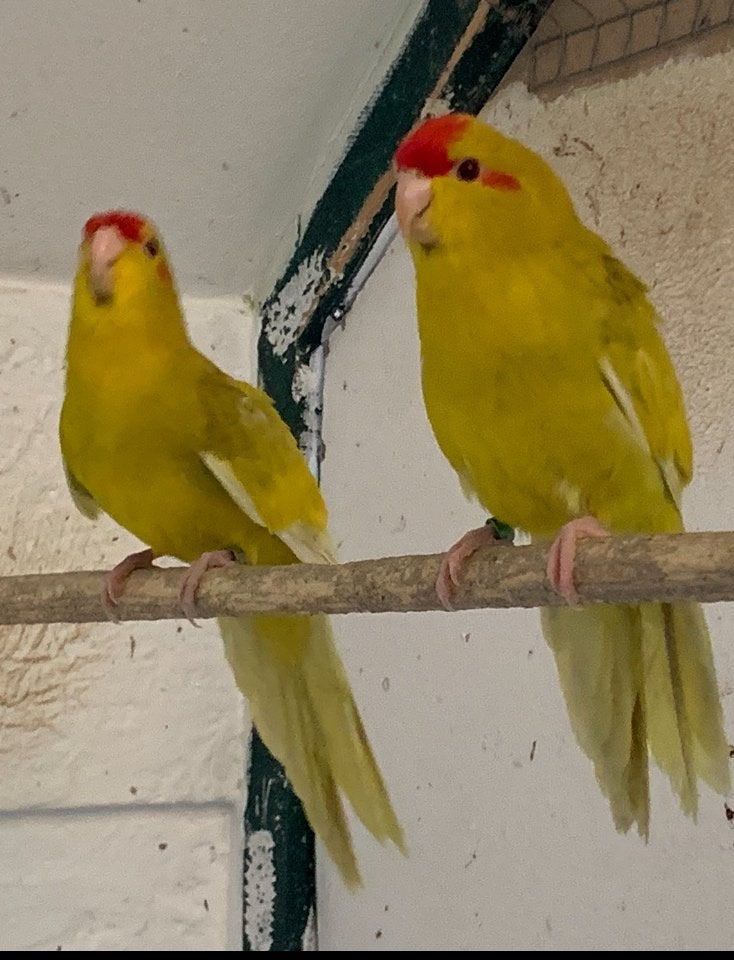 Kakariki, Meerdere dieren, Parkiet, Geringd