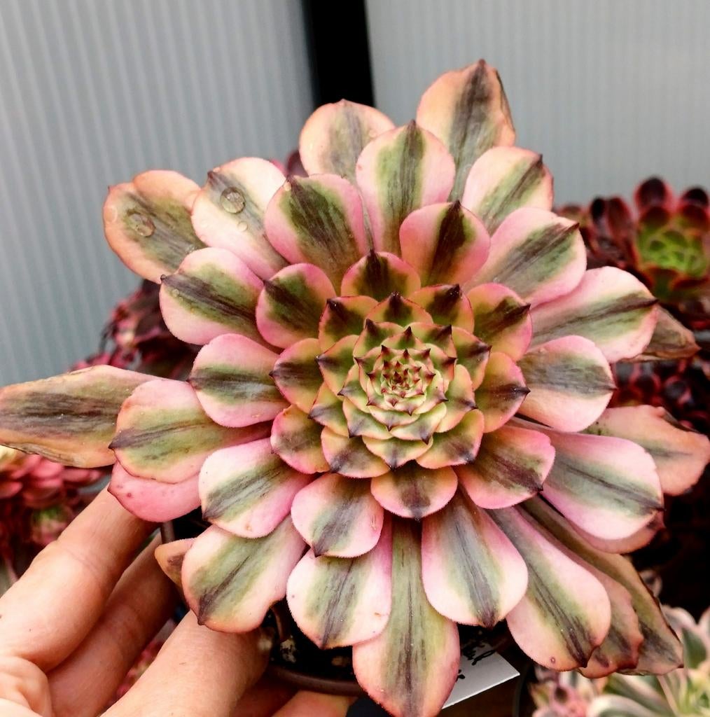 Aeonium pink meiji, Ophalen of Verzenden, Halfschaduw, Minder dan 100 cm