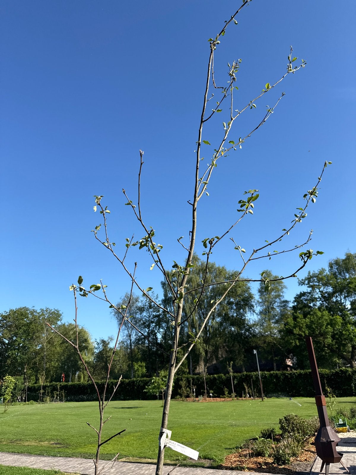 Handappel Malus d Sterappel - Jonge Appelboom, Ophalen