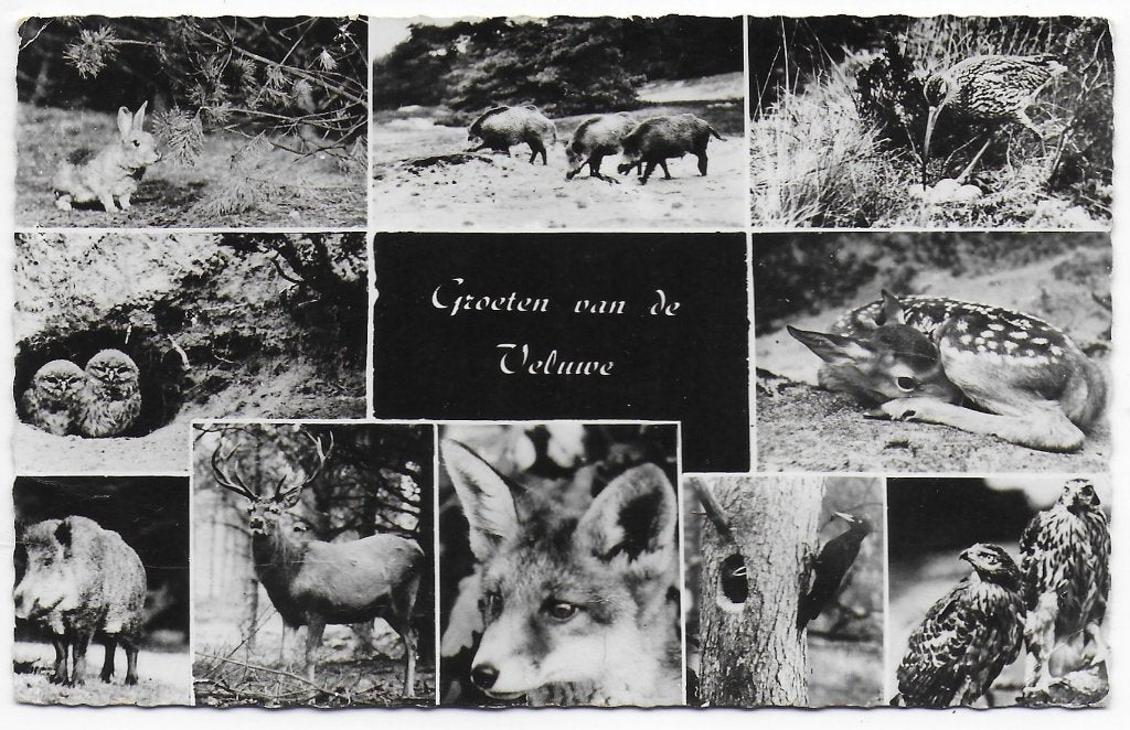 Veluwe - oude gelopen ansichtkaart ( B7189 ) { uit 1951 }, Ophalen of Verzenden, 1940 tot 1960, Gelopen, Gelderland