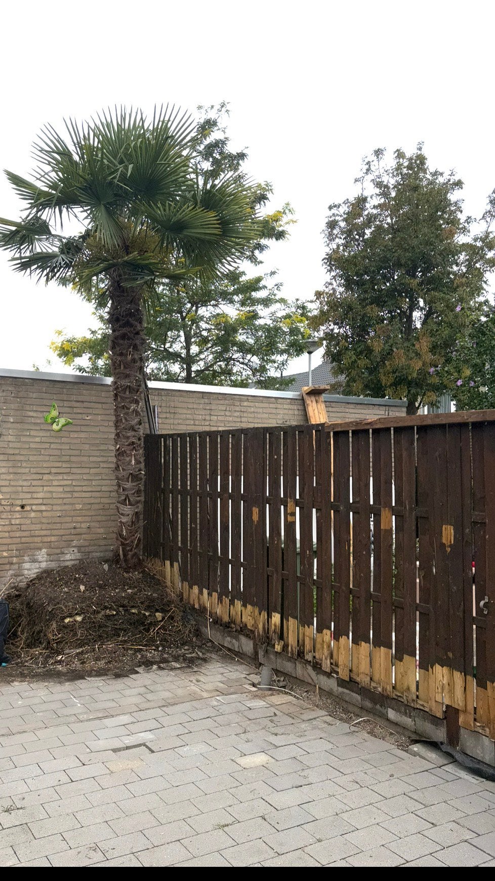 Mooie waaier palmboom 5 a6 meter, Volle zon, Ophalen of Verzenden, 100 tot 250 cm, Zomer
