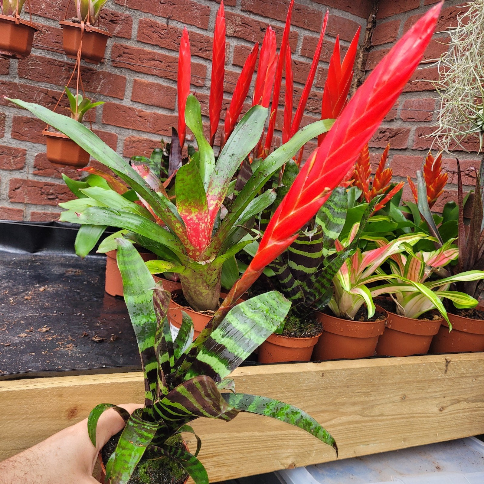 Bromelia vriesea era in knop p9, Huis en Inrichting, Kamerplanten, Ophalen of Verzenden, Halfschaduw, Minder dan 100 cm