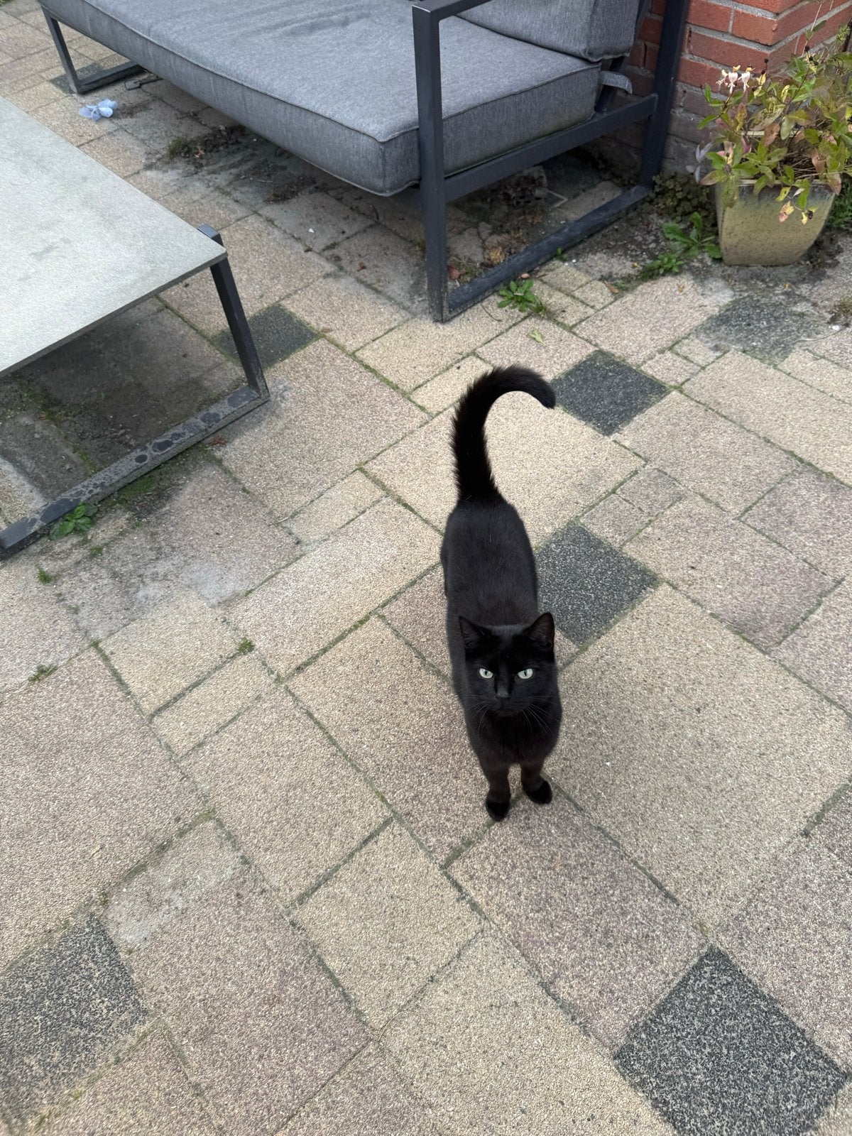 Aangeboden zwarte vrouwtjes poes, Dieren en Toebehoren, Poes, Kortharig, 6 jaar of ouder
