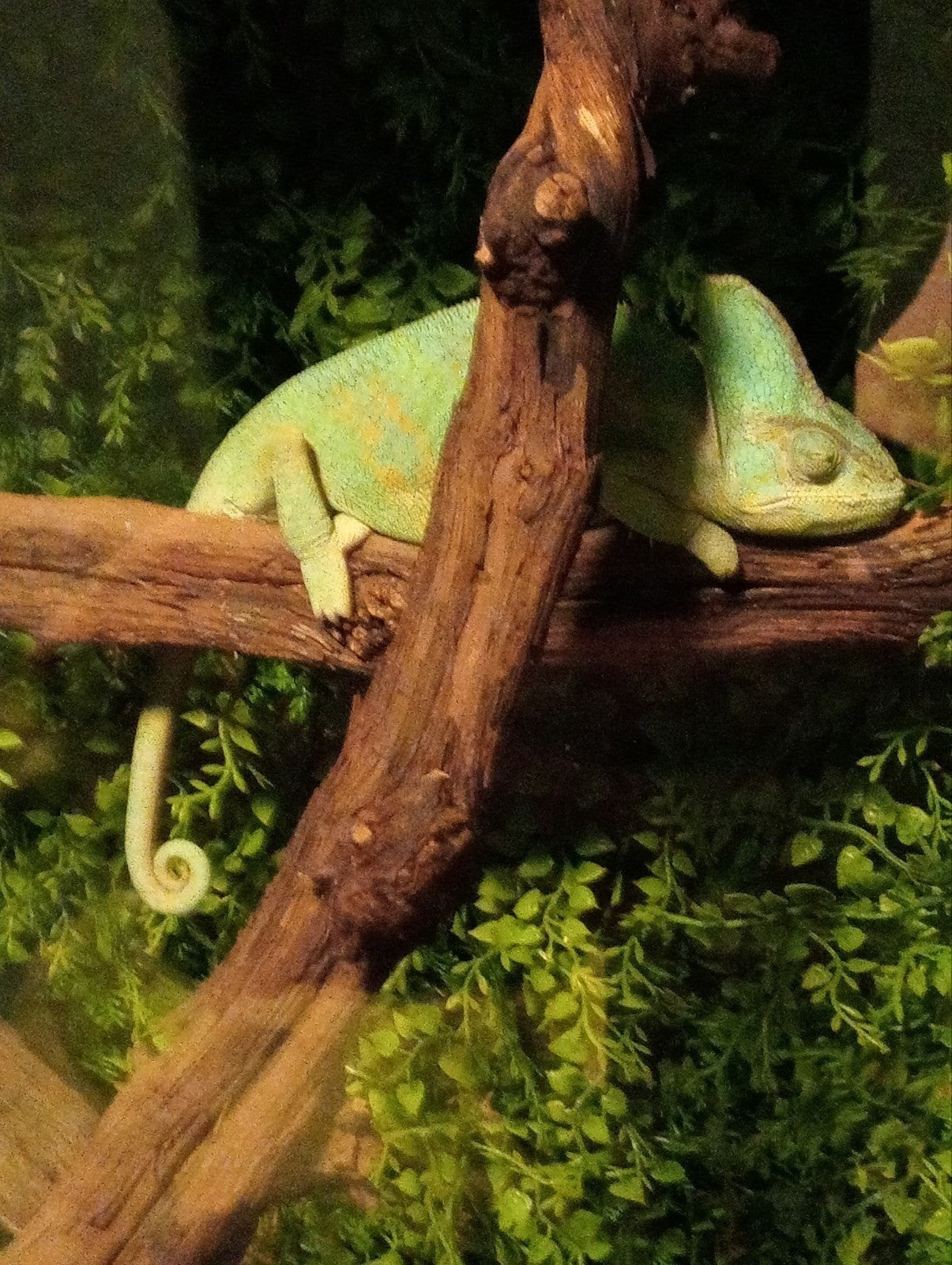 vrouwtje Jemen Kameleon met betonplex terrarium 50x50x90 Chameleon photo 3