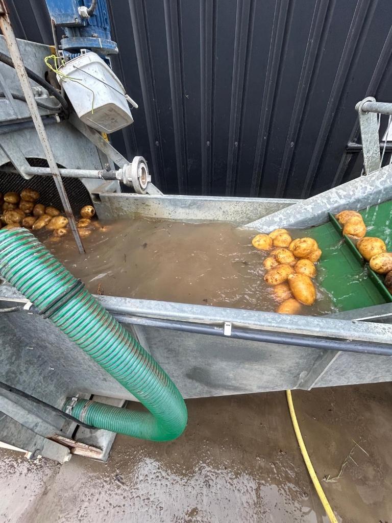Gewassen Agria aardappelen, Ophalen