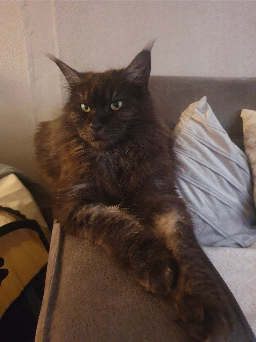 Maine Coon Blacksmoke x Cyprus kittens te koop, Dieren en Toebehoren, Katten en Kittens | Raskatten | Langhaar, Meerdere dieren