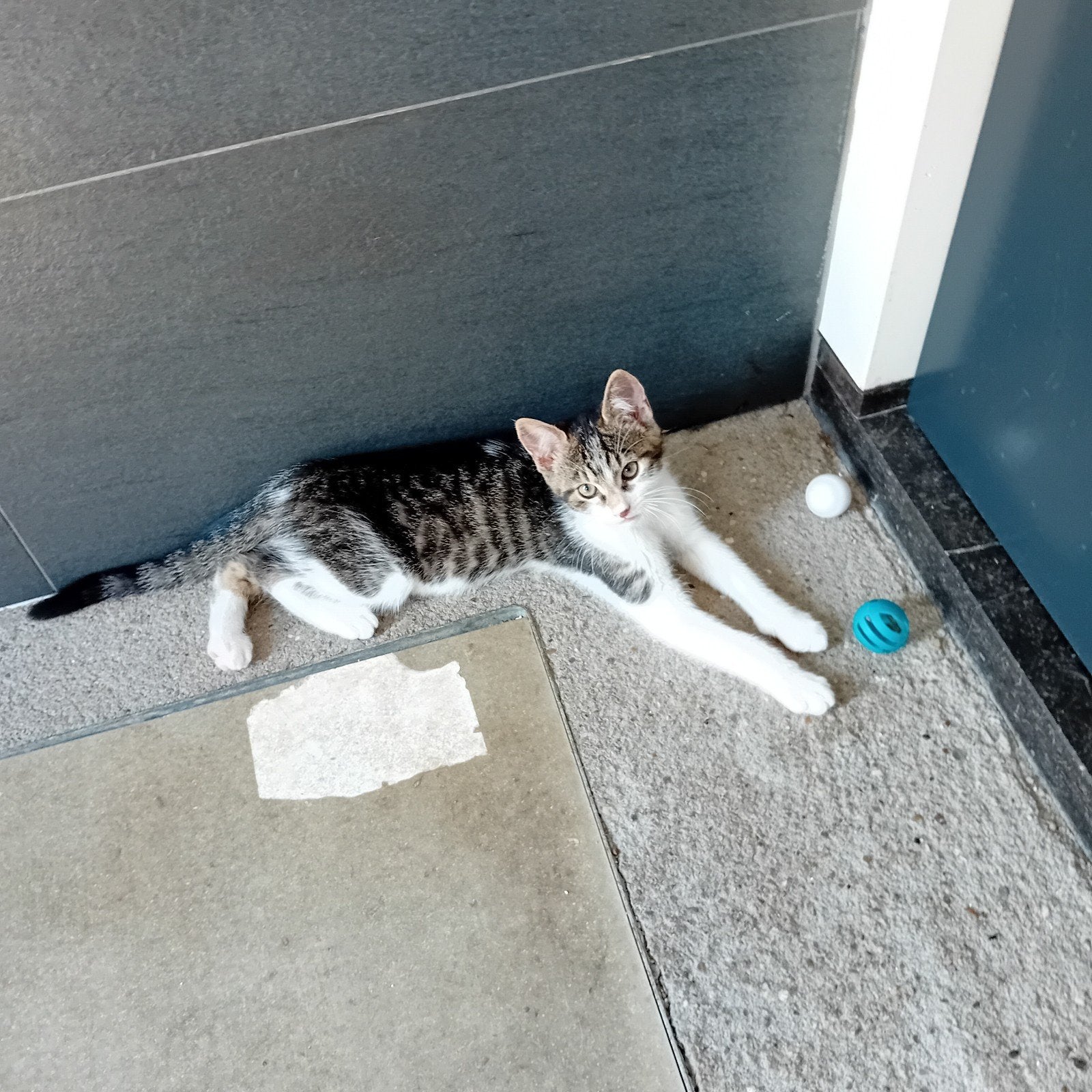 Te koop, Kater, Kortharig, 0 tot 2 jaar