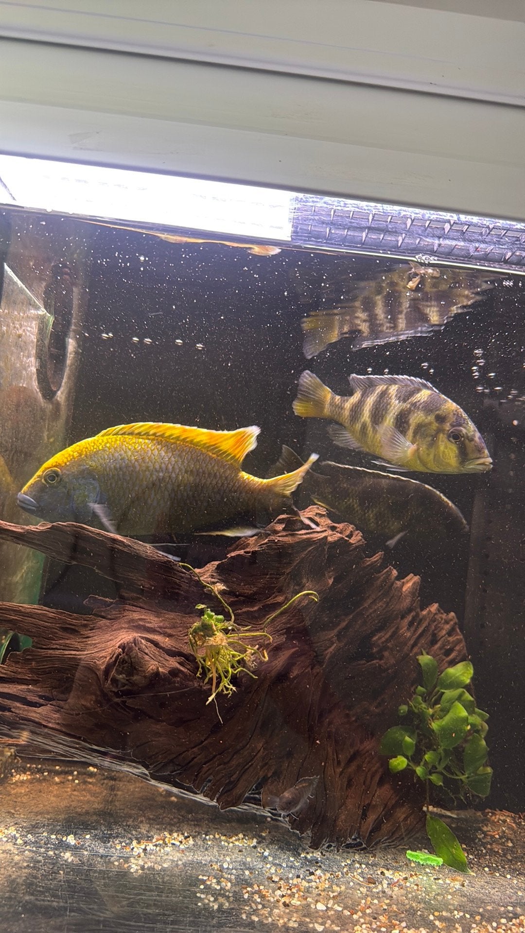 Kweekgroep venustus, Dieren en Toebehoren, Vissen | Aquariumvissen, Vis